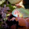 ClownnGoby