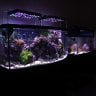 Reef_Aquarium72