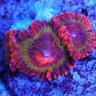 Xerxes_Zoanthids444