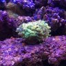 reefbizkit