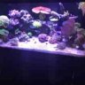 Reedys Reef