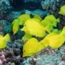 Yellowtang