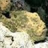 Frogfish