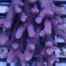 coral colonies