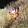 ReefSpy