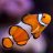 diabolical_clownfish