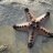 chocolate_starfish