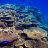 Australian_Reef