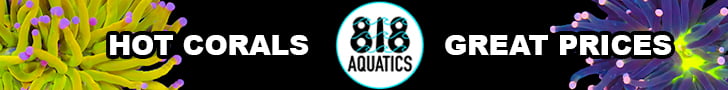 818 AQUATICS