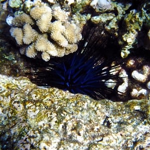 Underwater Hawaii