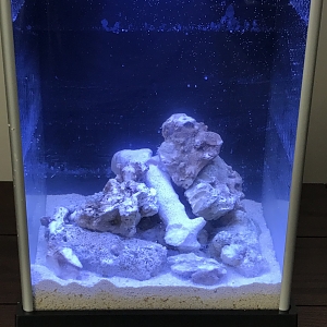 New Pico Reef Setups