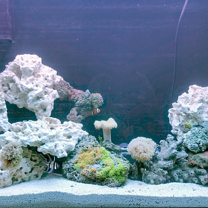 My Tank Pics