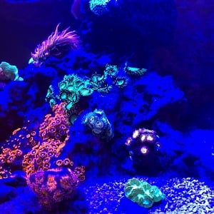 ReeferRoo 2/20/2018 Update