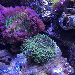 Reef Updates