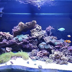 90 Gallon Reef