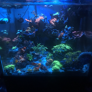 93 gallon cube