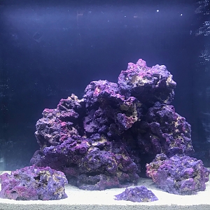 Biocube 32