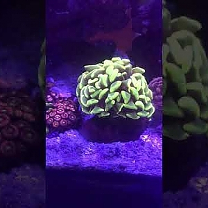 Our little reef