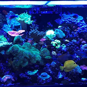 My 200 Gallon Redsea