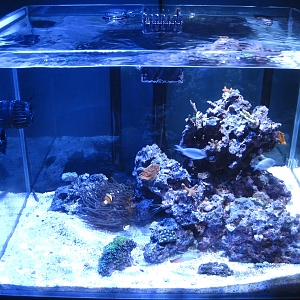 Chris's Tank