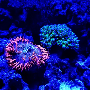 AFewHappyCorals