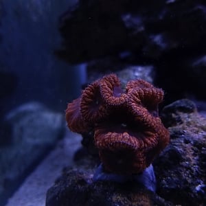 90 gallon LPS and softie reef