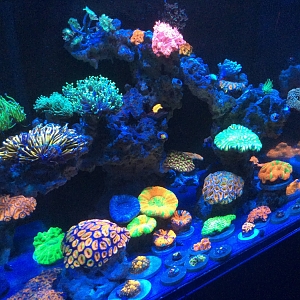 Hypan Reef