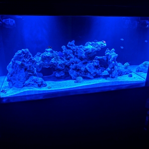 First REEF Tank