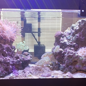 40 Gallon Breeder