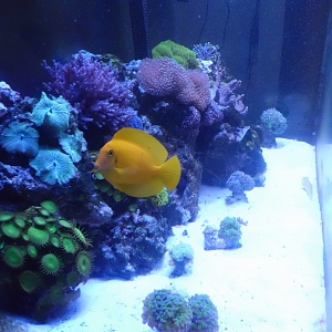 100 Gallon Reef Tank