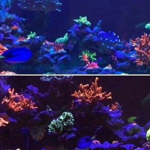 150 Display Mixed Reef