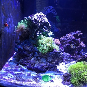 Bens 28 gal nano cube