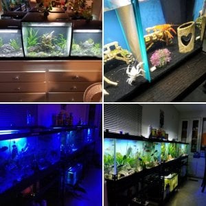 Rae&Ray's Aquariums