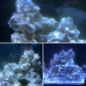 IM 10 gallon reef tank