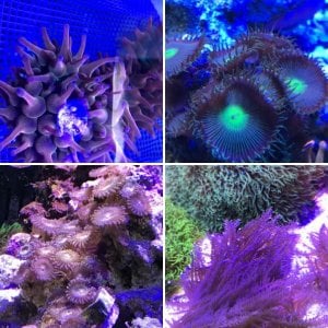 120g corals