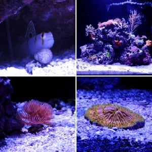 Kris 2020 Miracles 67 Gallon Custom Mixed Reef