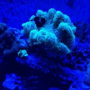 Main Reef tank