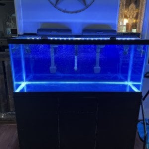 75 Gallon Reef Tank