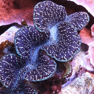 Clam sitting on montipora cap shelf