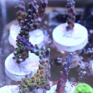 Tri-color Valida Frags