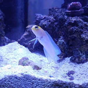 Pearly Jawfish