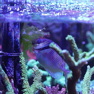 Blue-lined Rabbitfish Eating Sea Lettuce