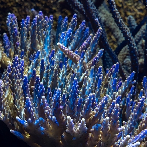 Acropora sp.