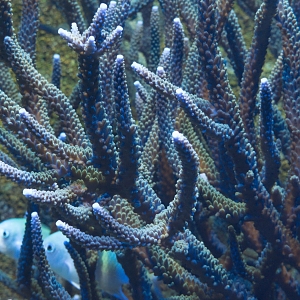 Acropora sp