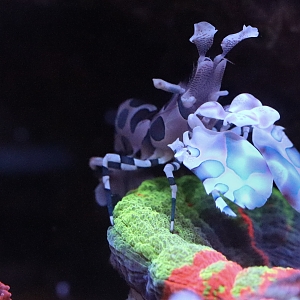 Harlequin shrimp sitting on scoly