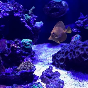 Yellow Hawaiian Tang