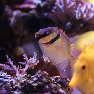 Blue-lined rabbitfish