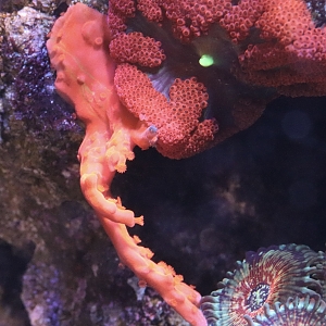 Setosa with orange stripe, mini-carpet anemone, Hawaiian Palythoas