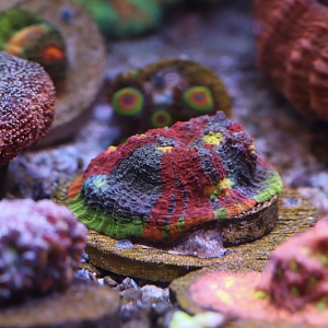 Cherry Corals Royal Flush Chalice