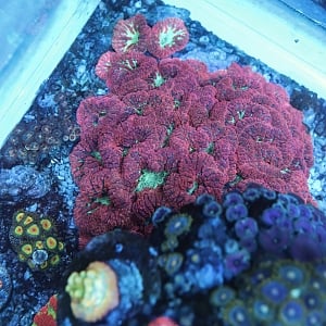 Blasto colony top view